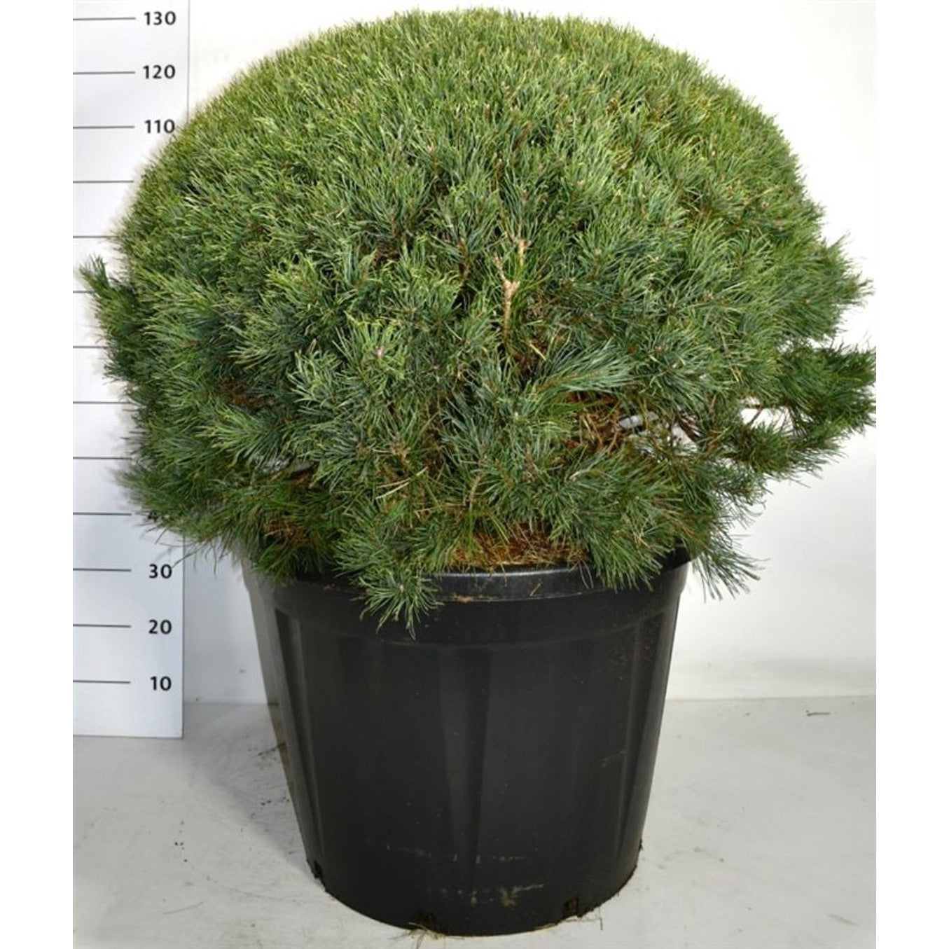 Tall – Pinus sylvestris 'Watereri' - C110 80-90 cm. Bol